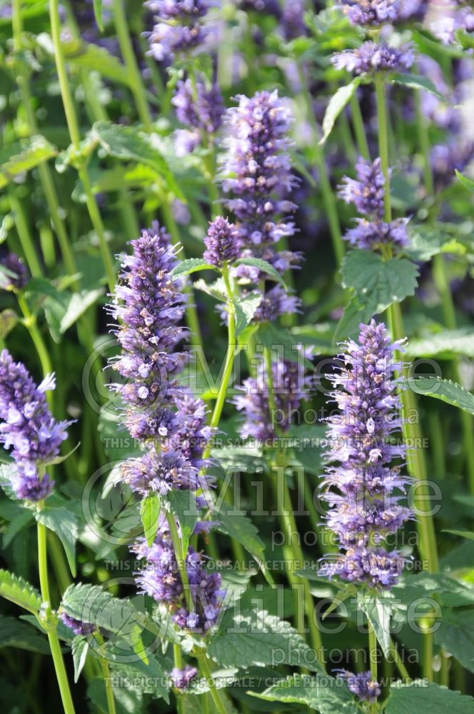 Agastache Black Adder (Hyssop) 1 