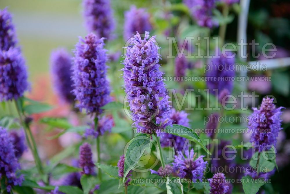 Agastache Blue Boa (Hyssop) 6 