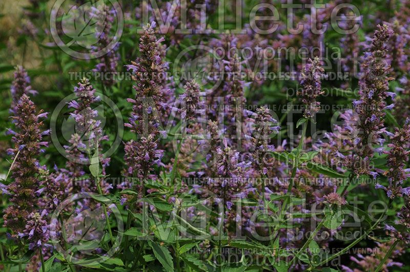 Agastache Blue Boa (Hyssop)  2