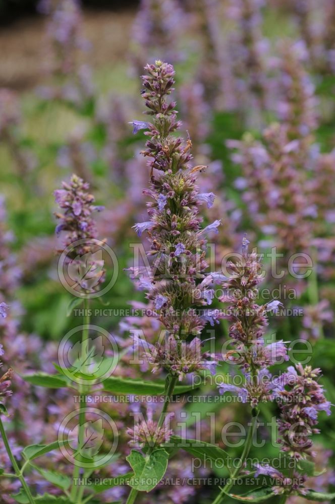 Agastache Blue Boa (Hyssop)  1