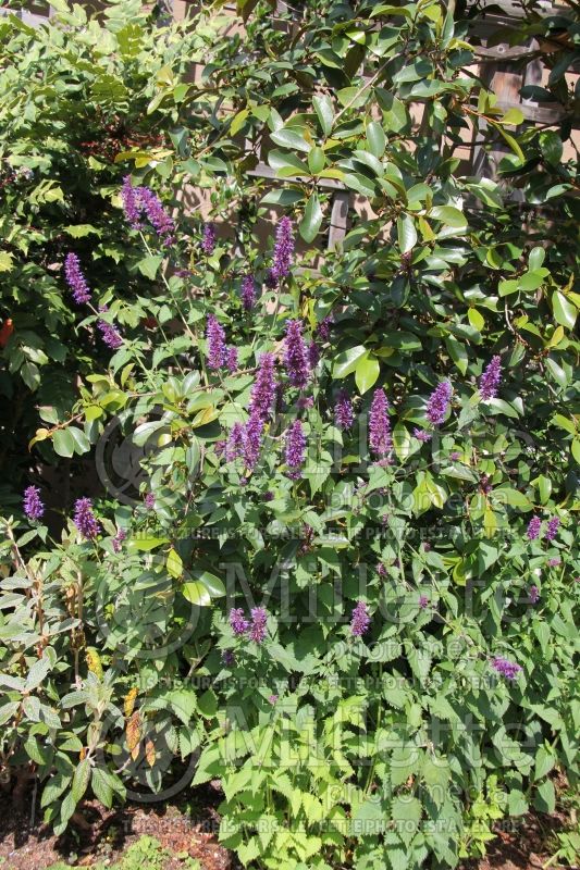 Agastache Blue Boa (Hyssop) 5 