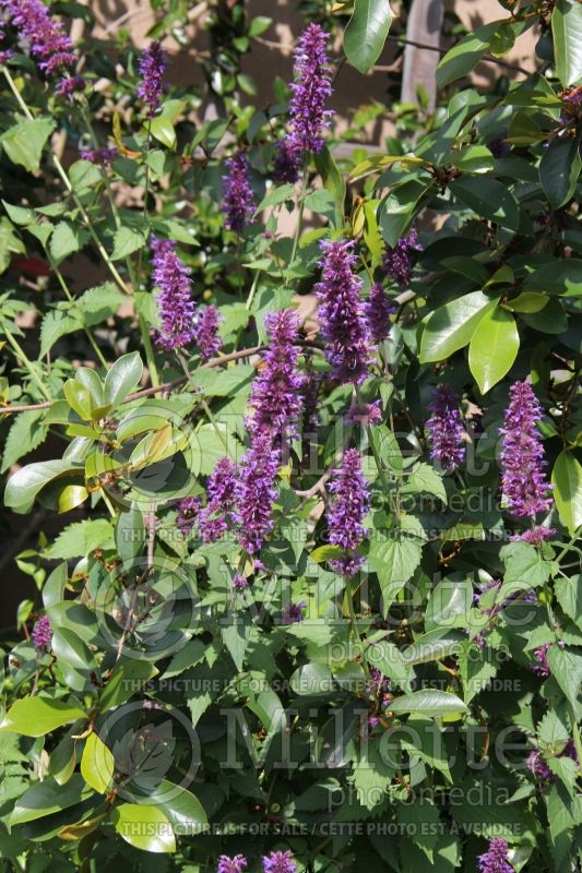 Agastache Blue Boa (Hyssop) 4 