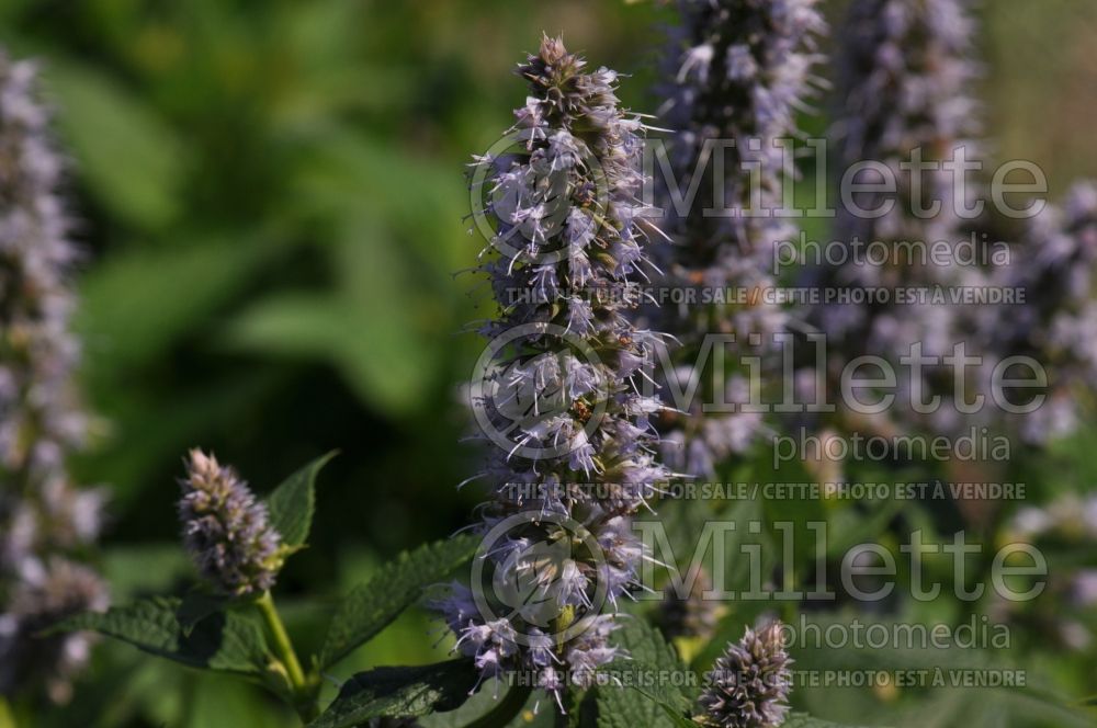 Agastache Blue Fortune (Hyssop) 1 