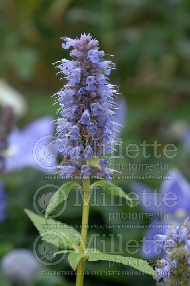 Agastache Blue Fortune (Hyssop) 8 