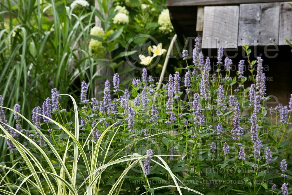 Agastache Blue Fortune (Hyssop) 9 