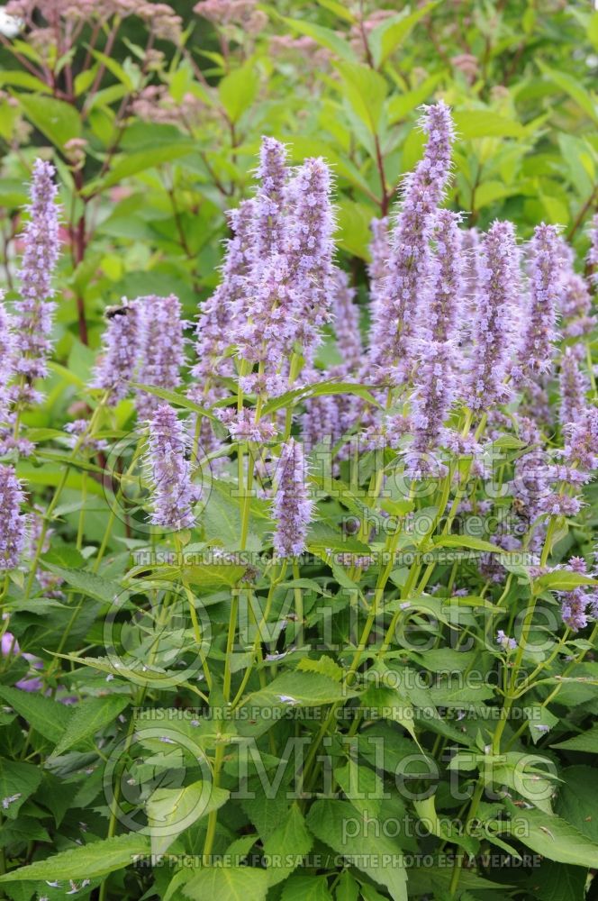 Agastache Blue Fortune (Hyssop) 5 