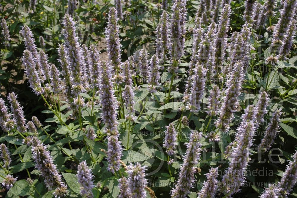 Agastache Blue Fortune (Hyssop) 3 