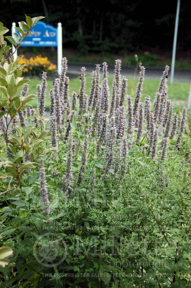 Agastache Blue Fortune (Hyssop) 6 