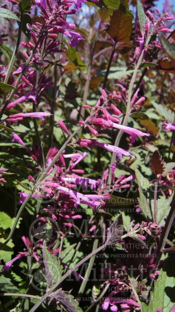 Agastache Bolero (Hyssop) 2 