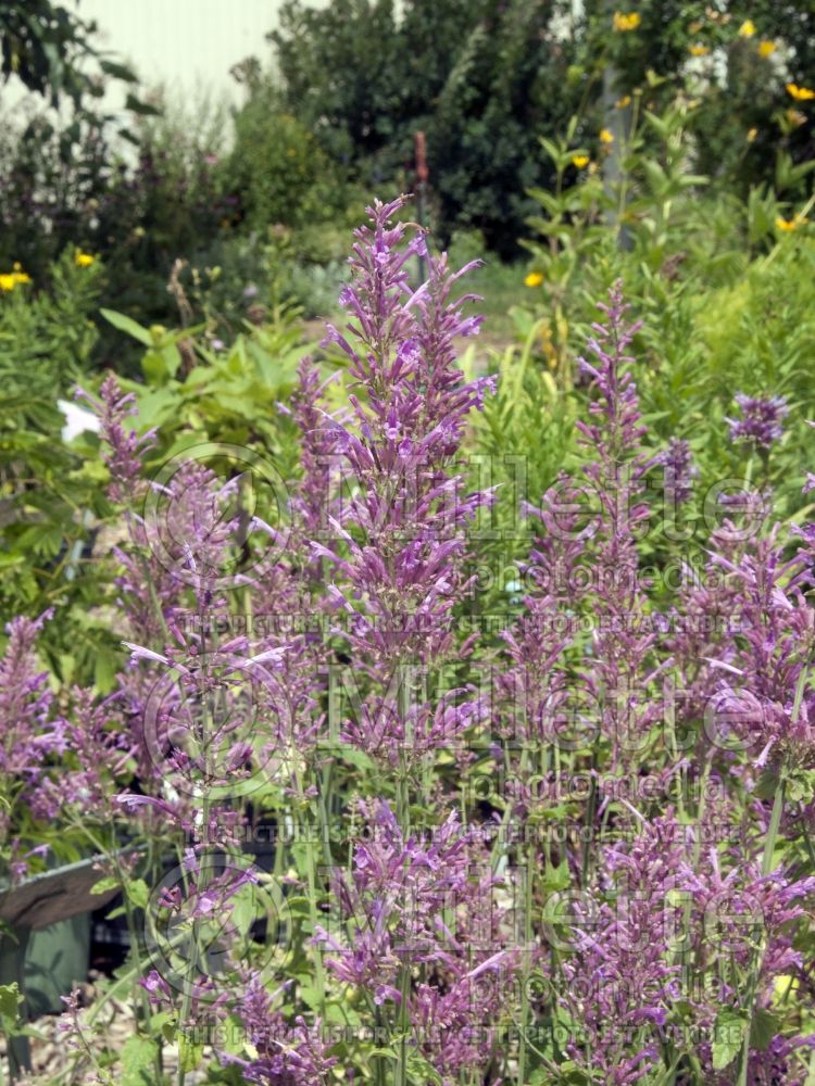 Agastache cana (Hyssop) 1 