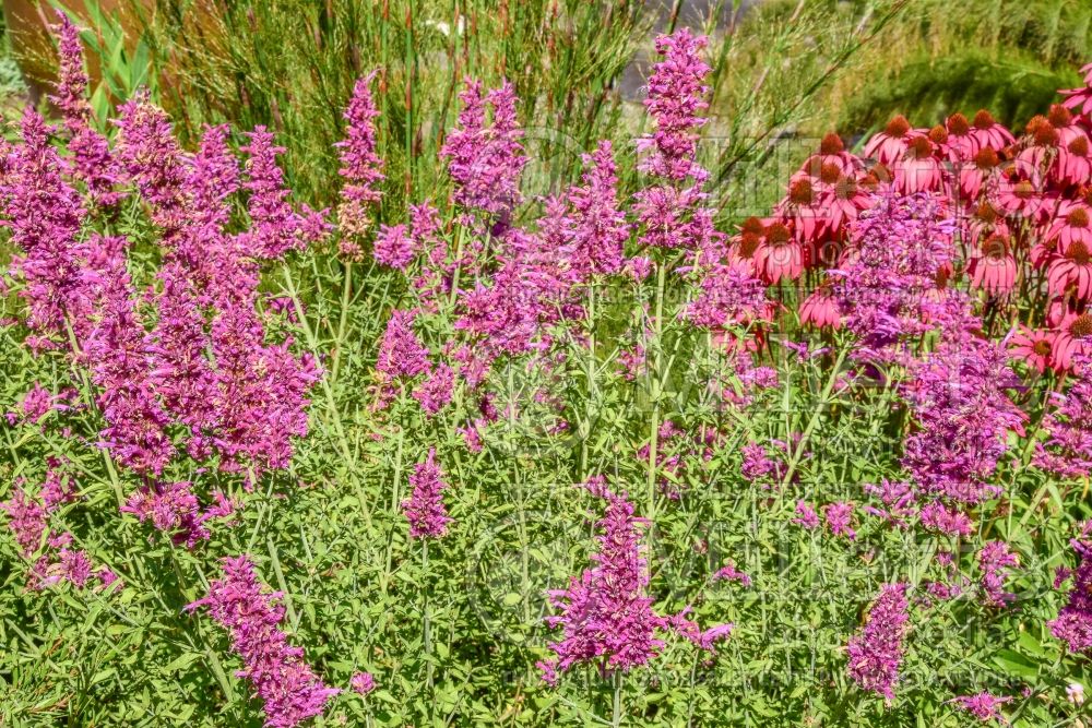 Agastache Sonoran Sunset aka Sinning (Hyssop) 4 