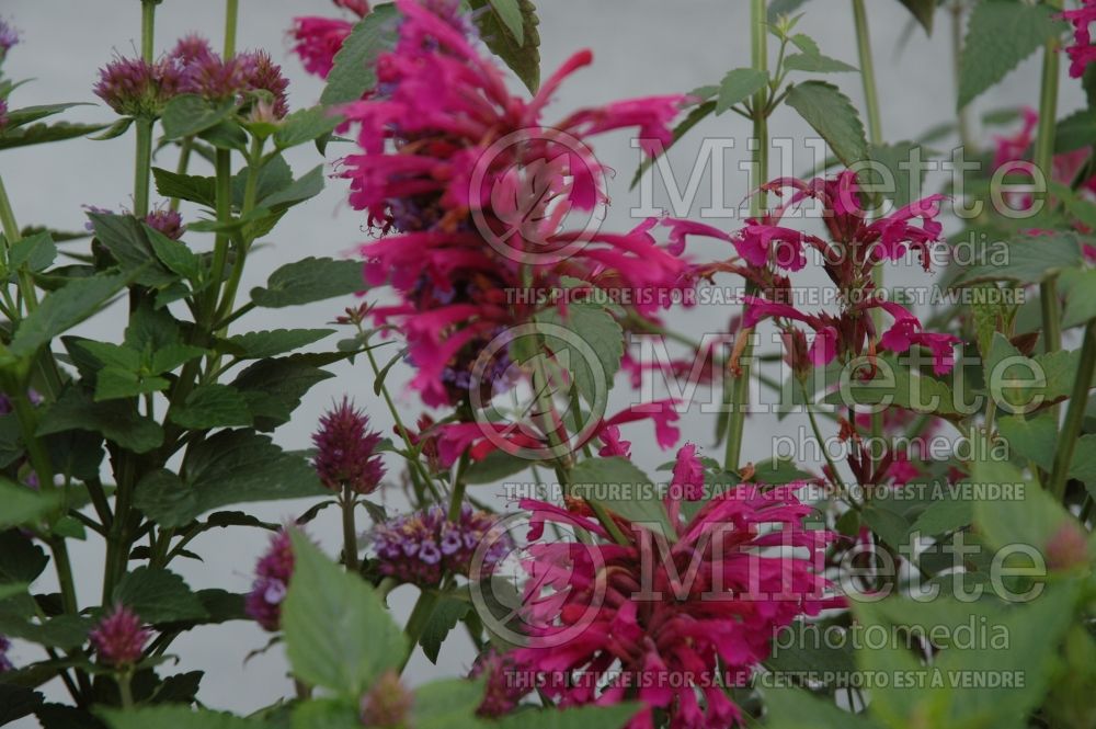 Agastache Color Spires Pink (Hyssop) 1 