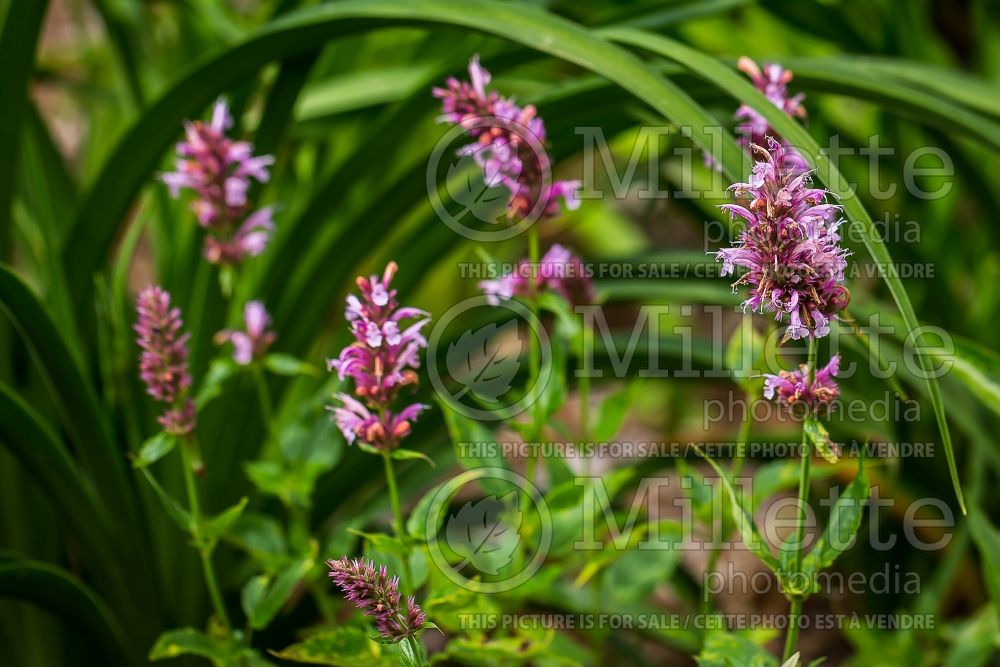 Agastache Cotton Candy (Hyssop) 2 