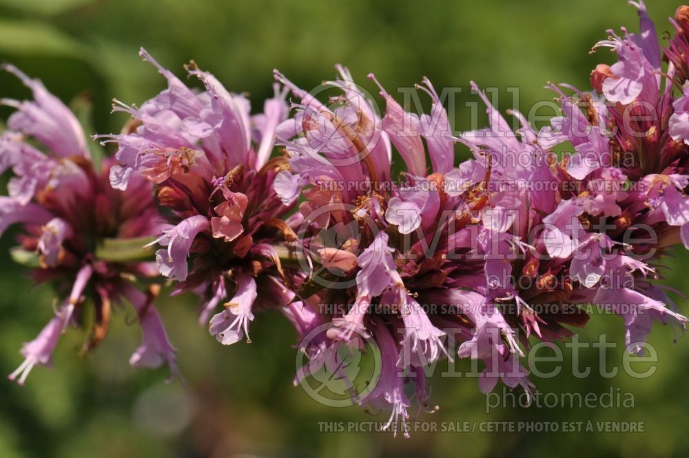 Agastache Cotton Candy (Hyssop) 1 