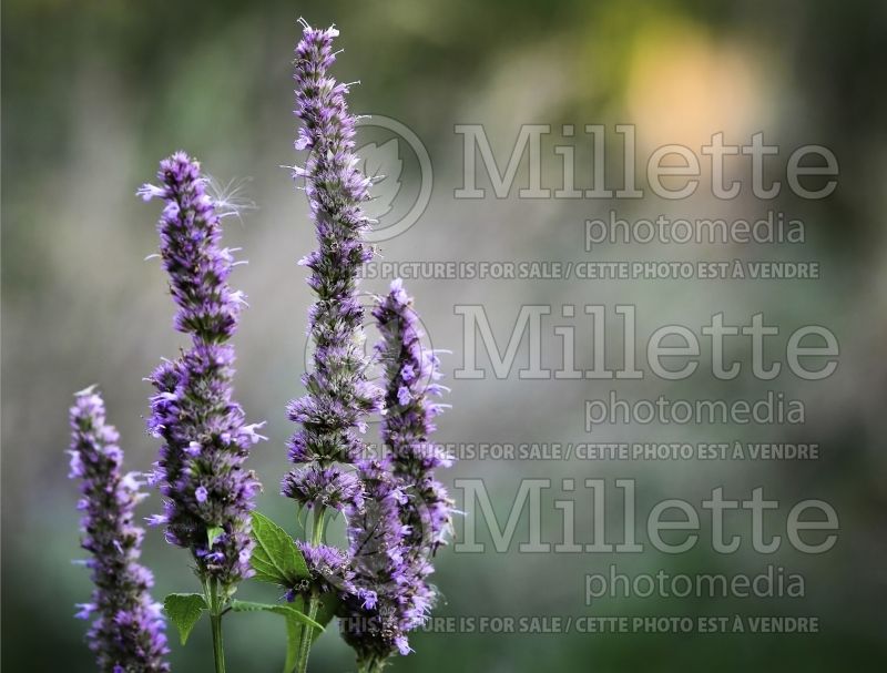 Agastache foeniculum (Hyssop) 2