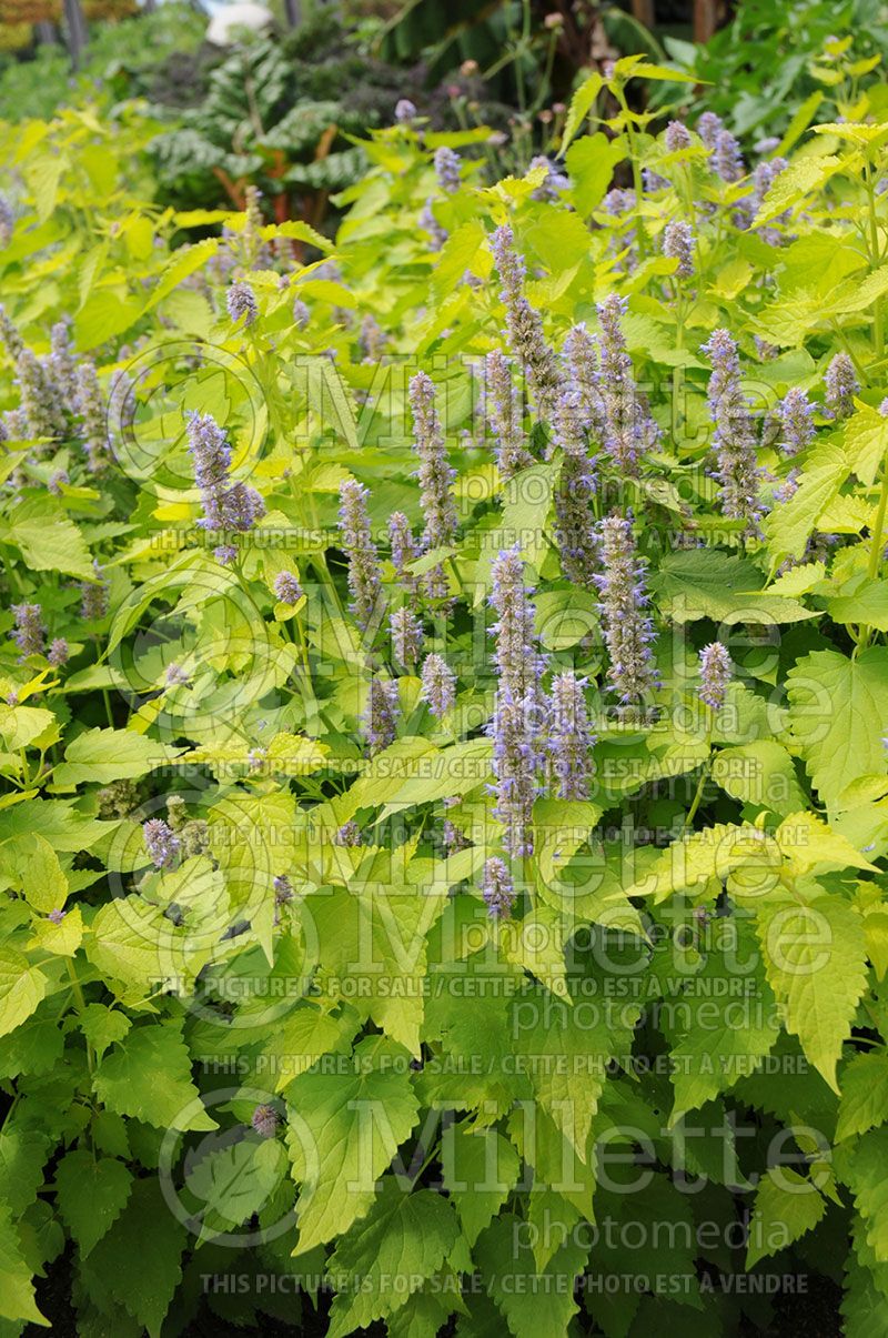 Agastache Golden Jubilee (Hyssop) 1 