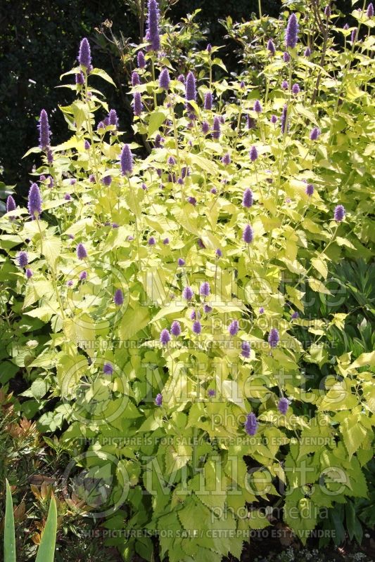 Agastache Golden Jubilee (Hyssop) 7 