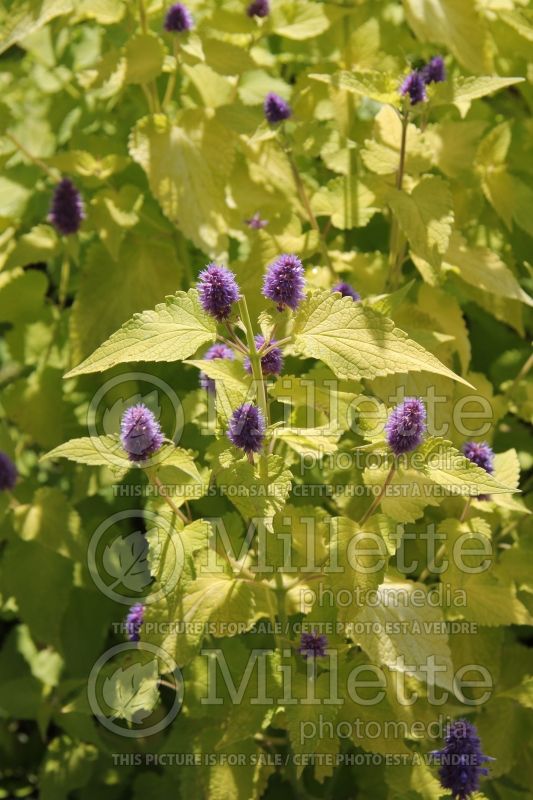 Agastache Golden Jubilee (Hyssop) 8 