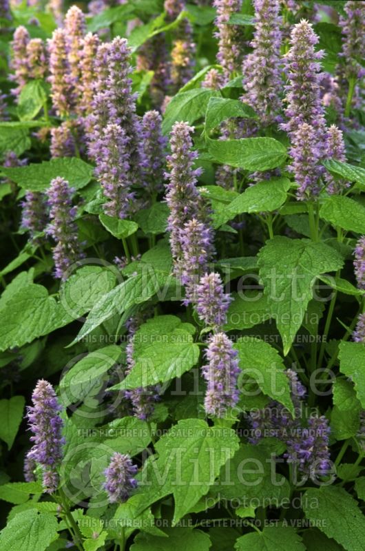 Agastache Golden Jubilee (Hyssop) 2 