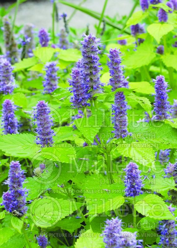 Agastache Golden Jubilee (Hyssop) 4 