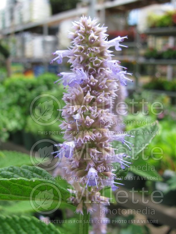 Agastache foeniculum (Hyssop) 4