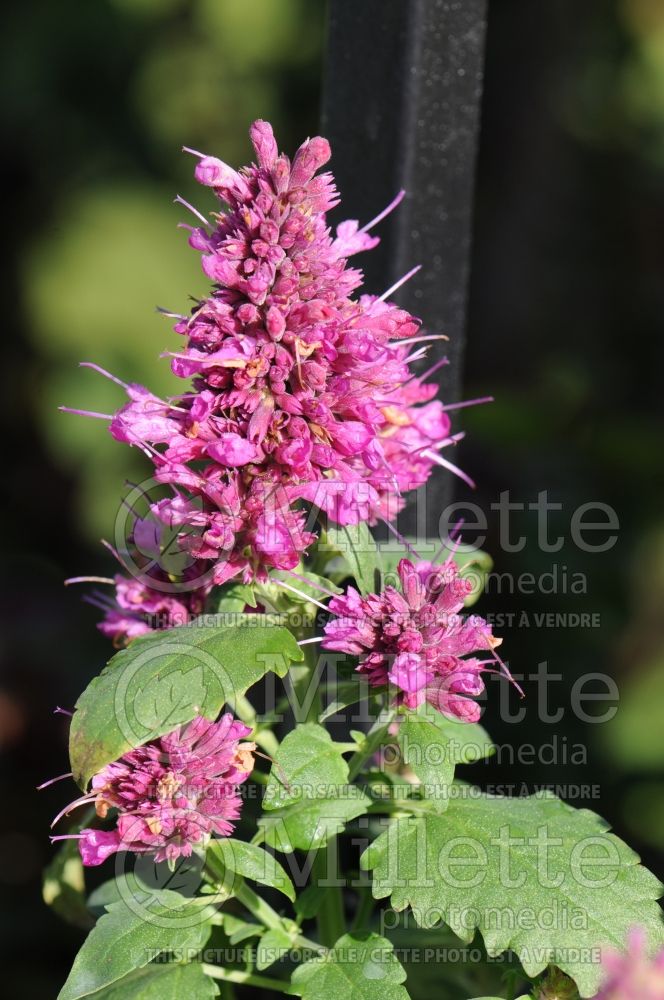 Agastache Grape Nectar (Hyssop)  2