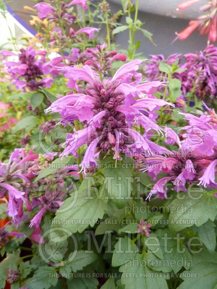 Agastache Grape Nectar (Hyssop)  3