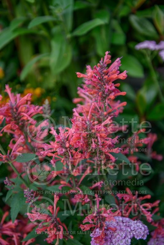 Agastache Kudos Coral (Hyssop) 4 