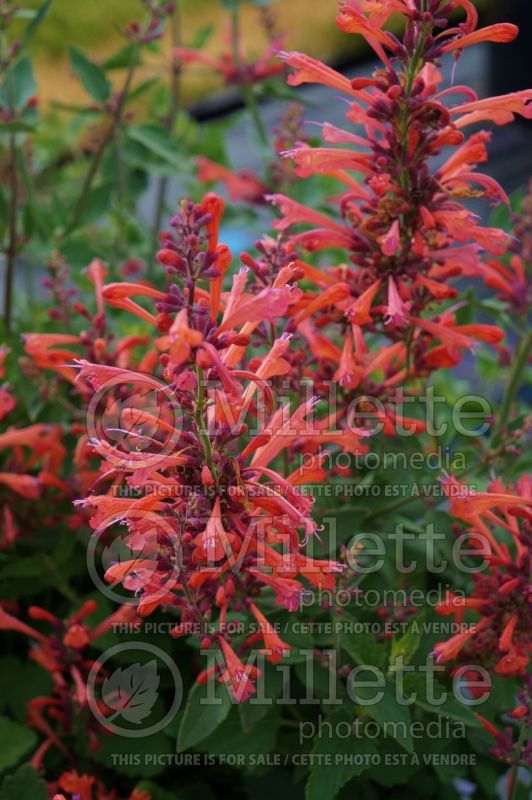 Agastache Kudos Coral (Hyssop) 1 