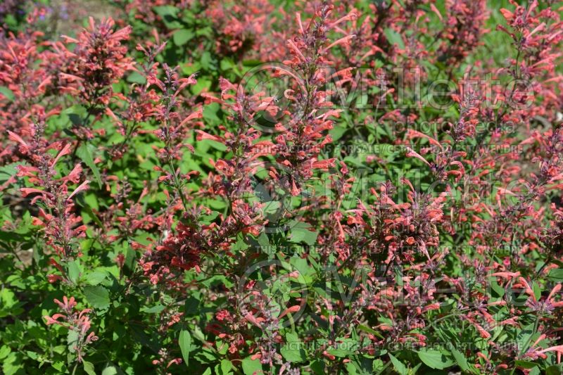 Agastache Kudos Coral (Hyssop) 3 