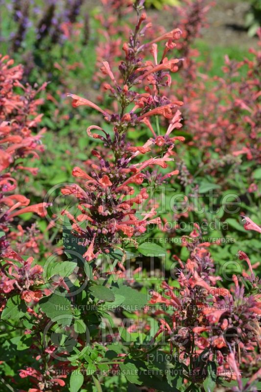 Agastache Kudos Coral (Hyssop) 2 