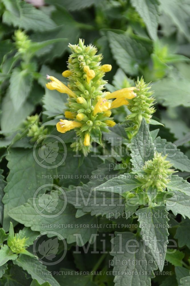 Agastache Kudos Yellow (Hyssop) 1 