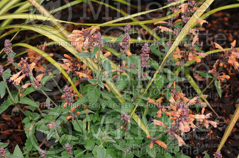 Agastache Orange Nectar (Hyssop)  1