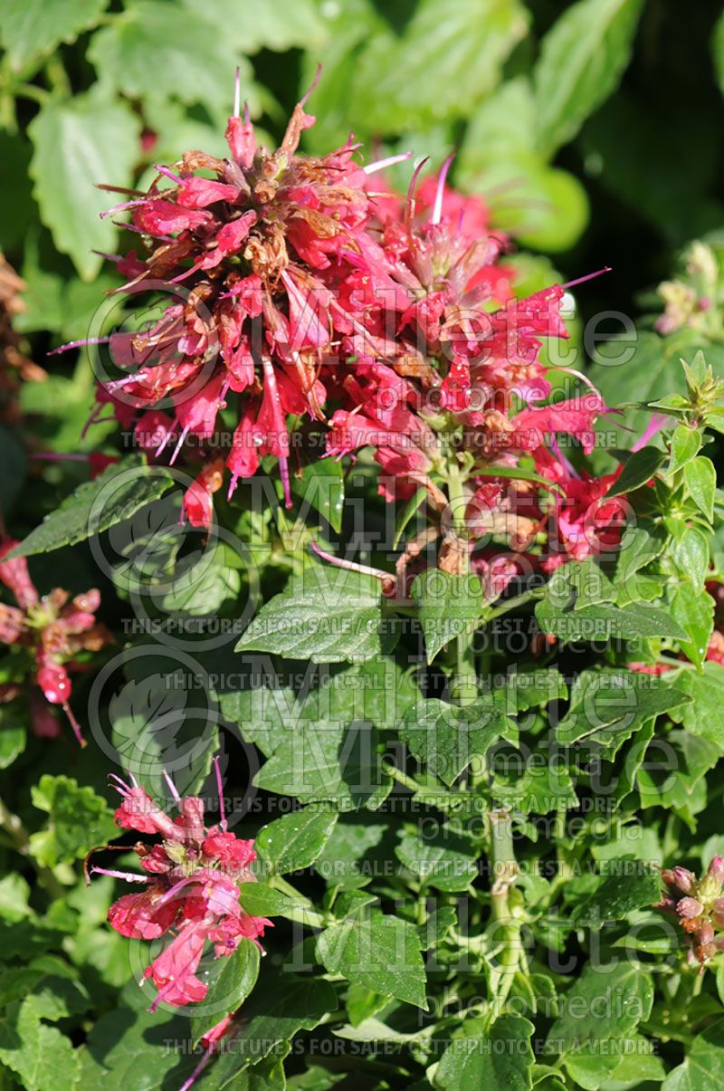 Agastache Raspberry Nectar (Hyssop)  1