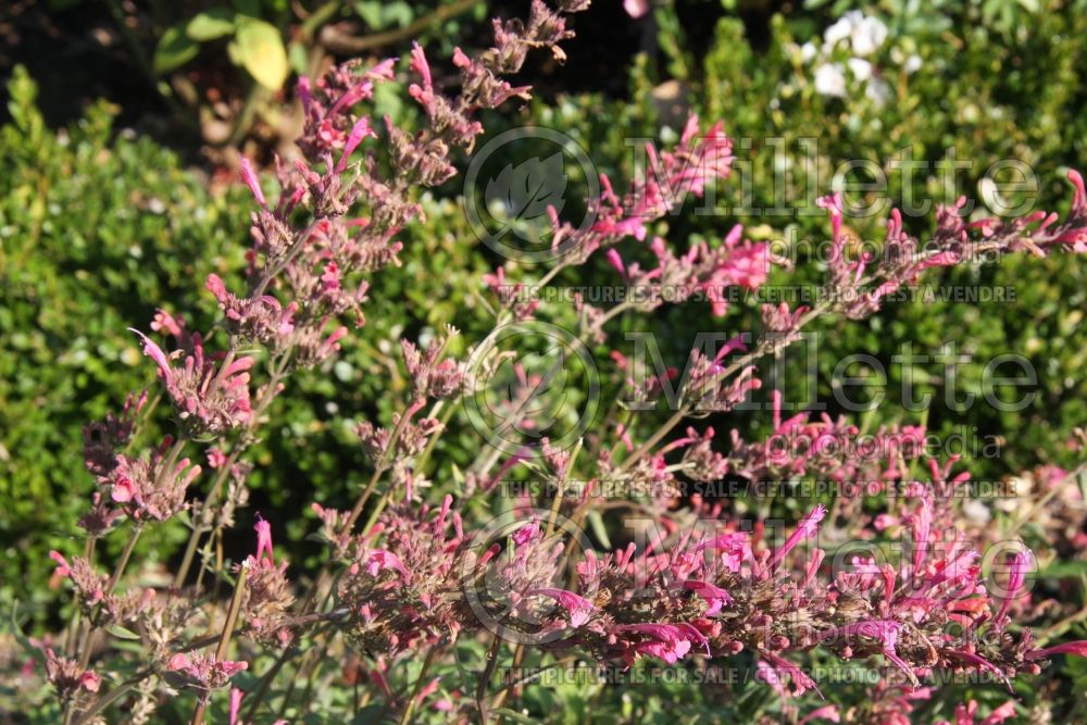 Agastache Raspberry Summer (Hyssop) 1 