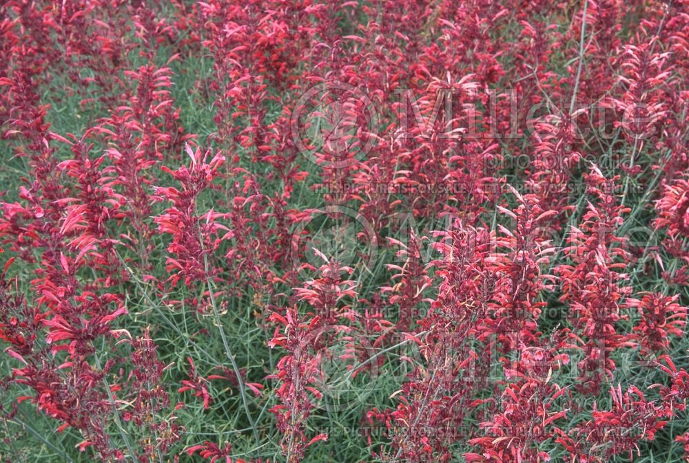 Agastache rupestris (Hyssop) 4 