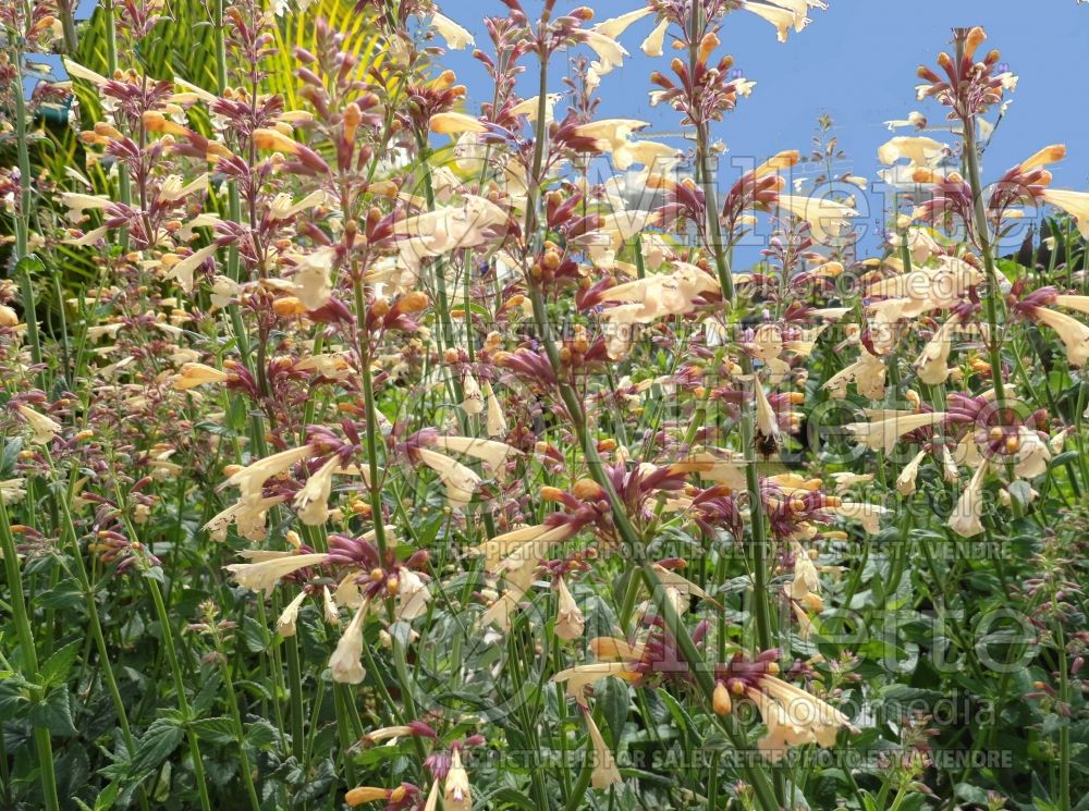 Agastache Summer Glow (Hyssop) 1 