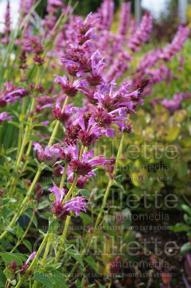 Agastache Summer Love (Hyssop) 1 