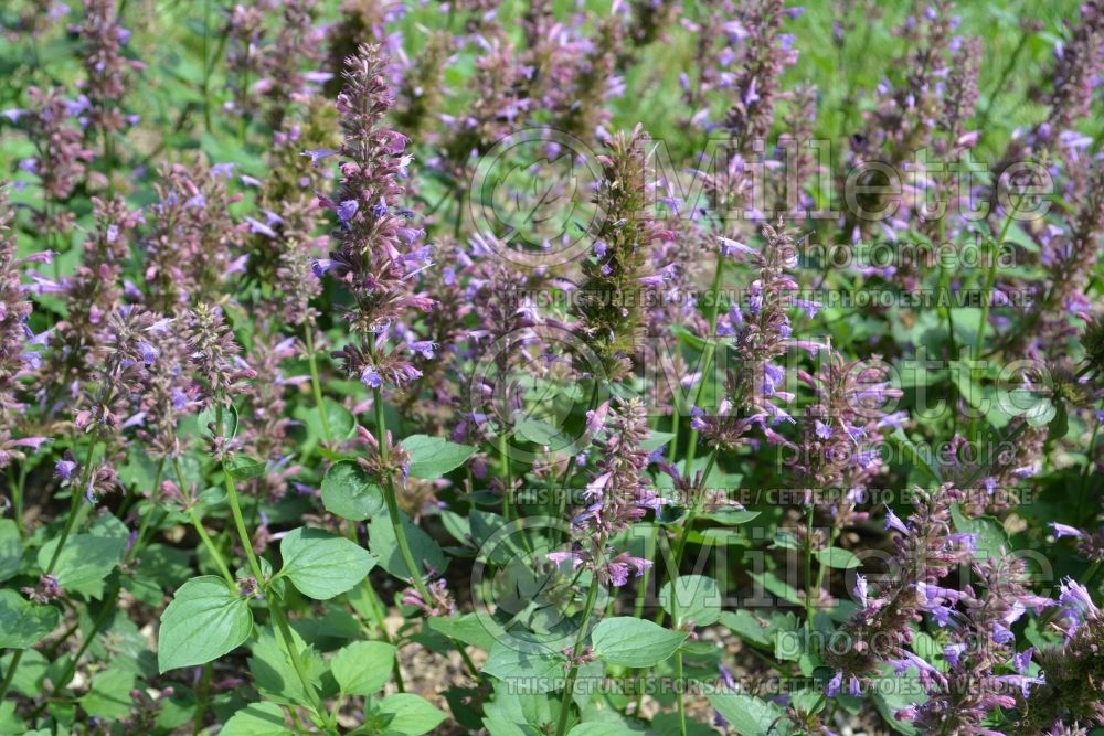 Agastache Violet Vision (Hyssop) 1 