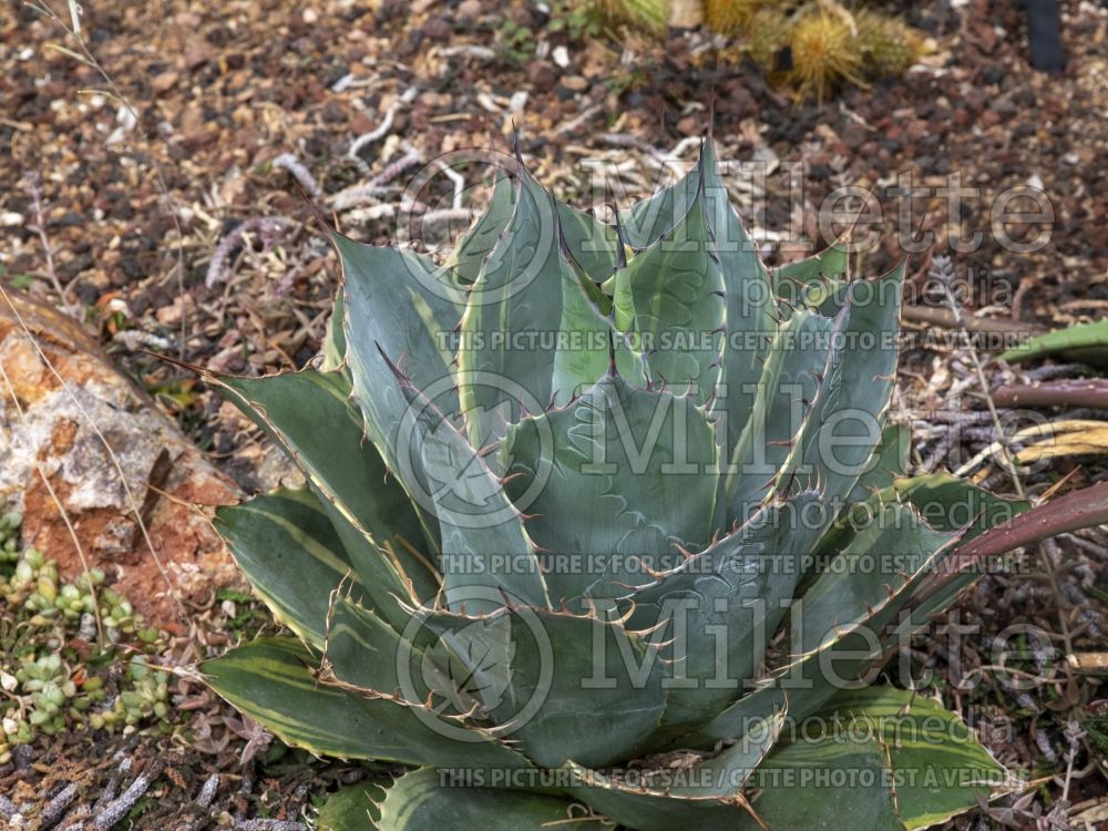 Agave Fireball (Agave cactus) 1 