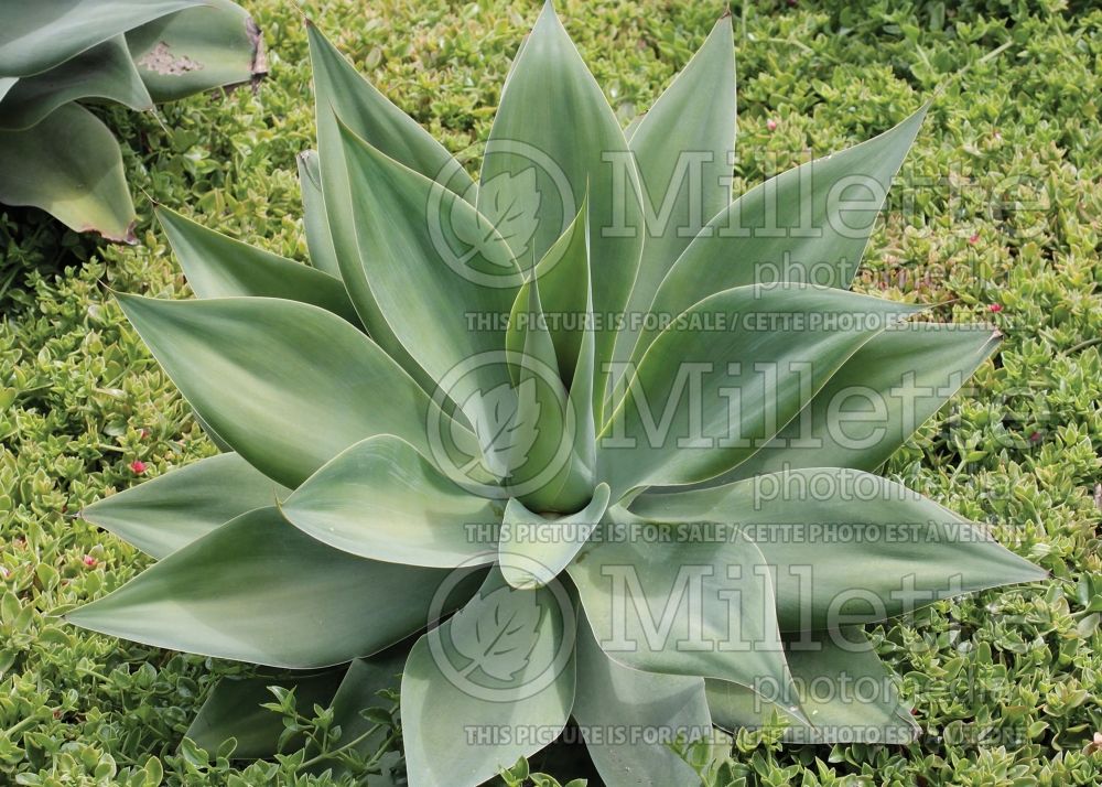 Agave attenuata (Agave cactus) 9