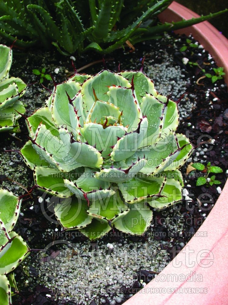 Agave Kichiokan (Agave cactus) 4 