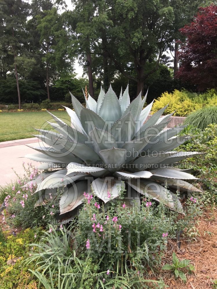 Agave ovatifolia (Whale's Tongue Agave) 5 