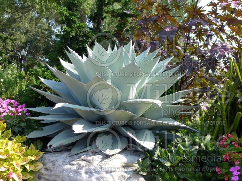 Agave ovatifolia (Whale's Tongue Agave) 6 