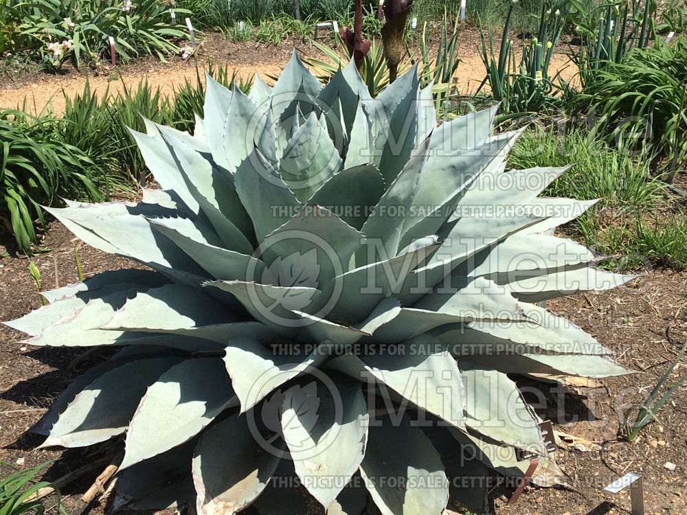 Agave ovatifolia (Whale's Tongue Agave) 4 