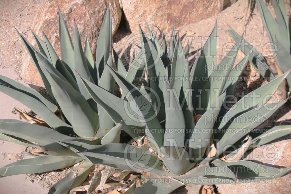 Agave Sharkskin (Thread-leaf Agave cactus) 2