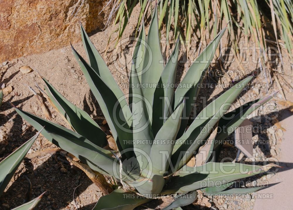 Agave Sharkskin (Thread-leaf Agave cactus) 3