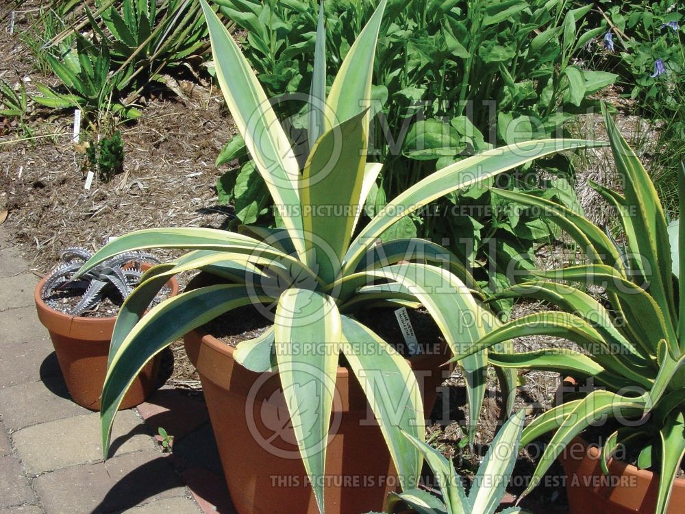 Agave Arizona Star (Variegated Weber Agave cactus) 1