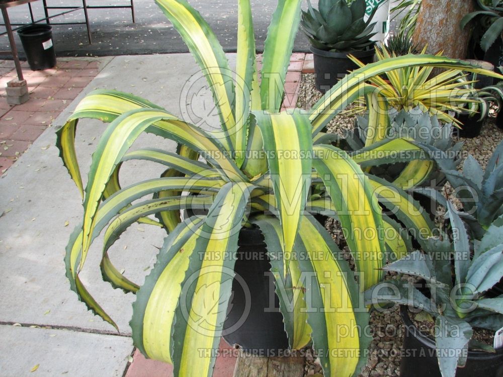 Agave Mediopicta Aurea (Agave cactus) 1 