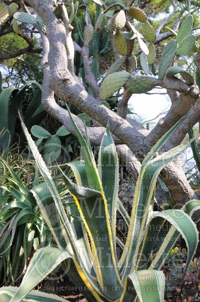 Agave Variegata (Agave cactus) 2  